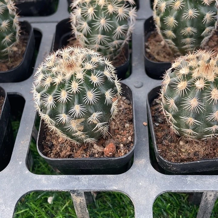 单头折魔虾满25包邮