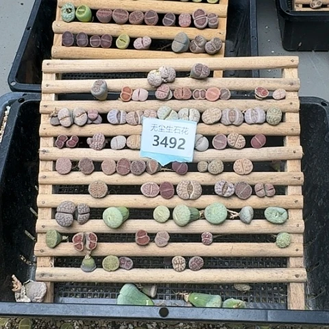 义**币3492，清板子特价
