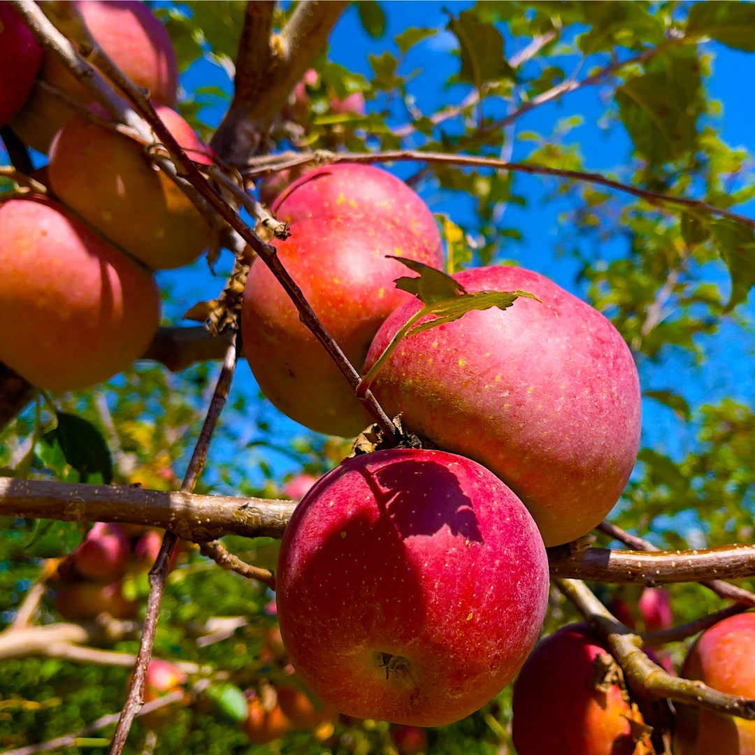 高原大凉山盐源冰糖心丑苹果纯甜春脆多汁新鲜果园现摘包邮水果