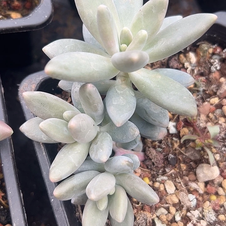 白兰地美人一物一怕