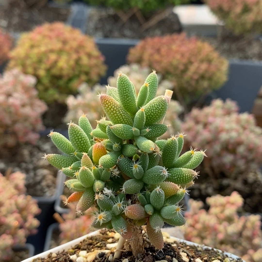 实生玉米6770枝干番杏