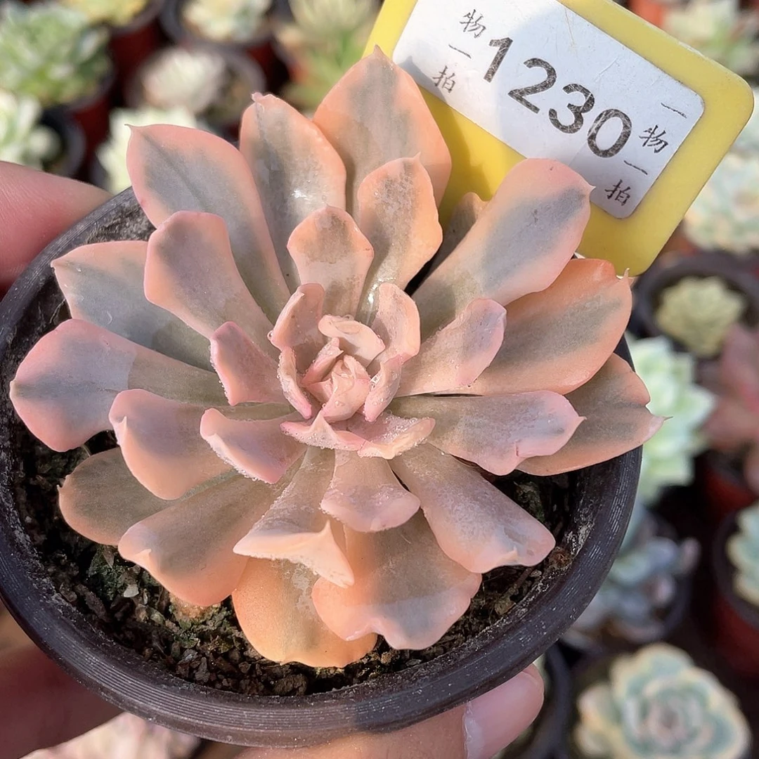 利比里亚锦1230号