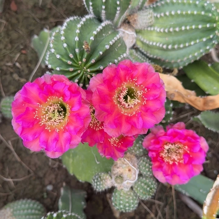 金刚仙人球侧芽一个