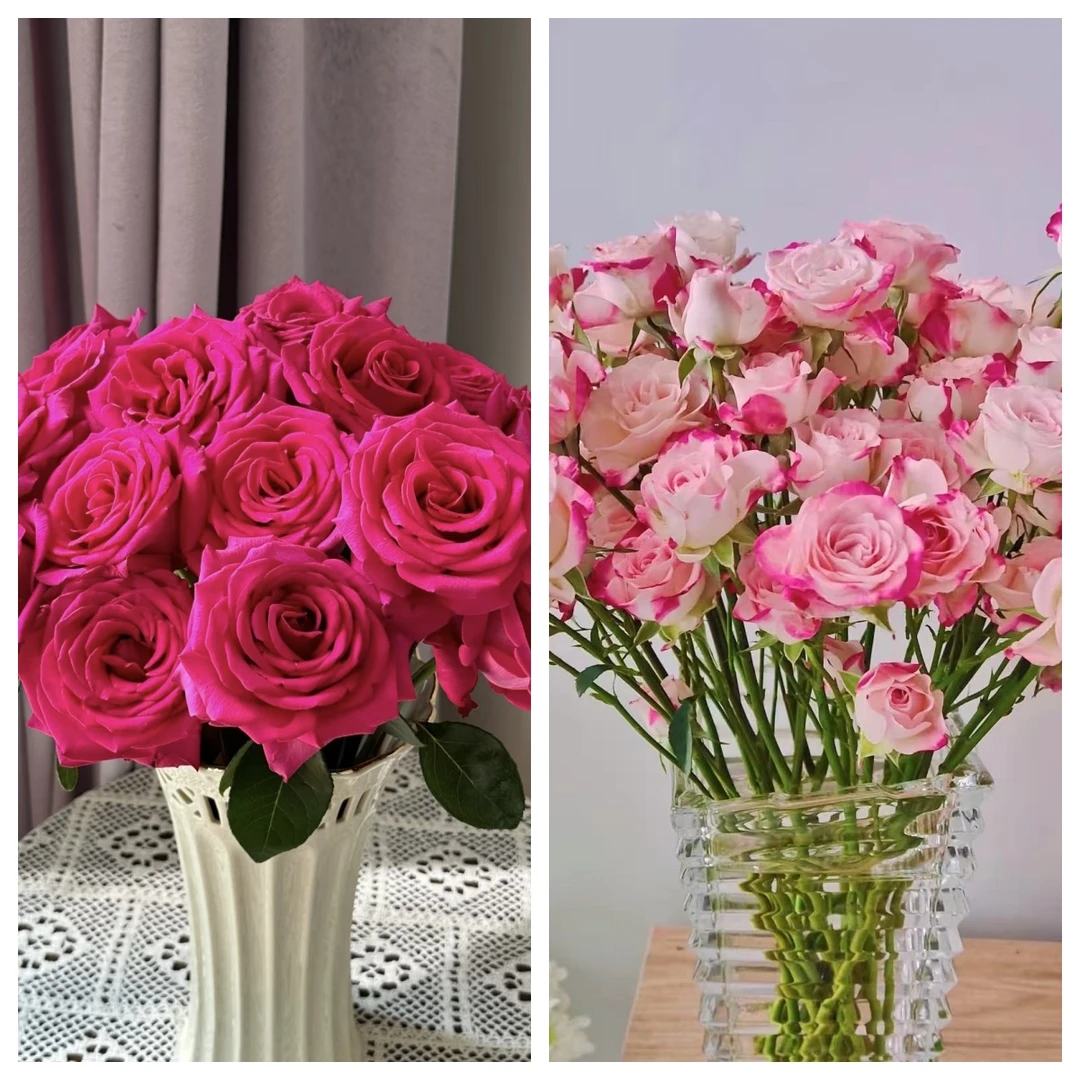 【葡噗专属】弗洛伊德➕多头折射  基地直发