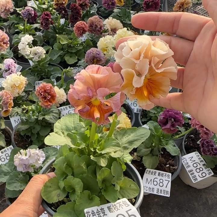 无花朵M695小苗默认苗晃零下5勿拍