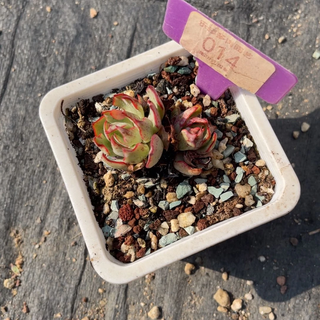 多肉植物一物一拍
