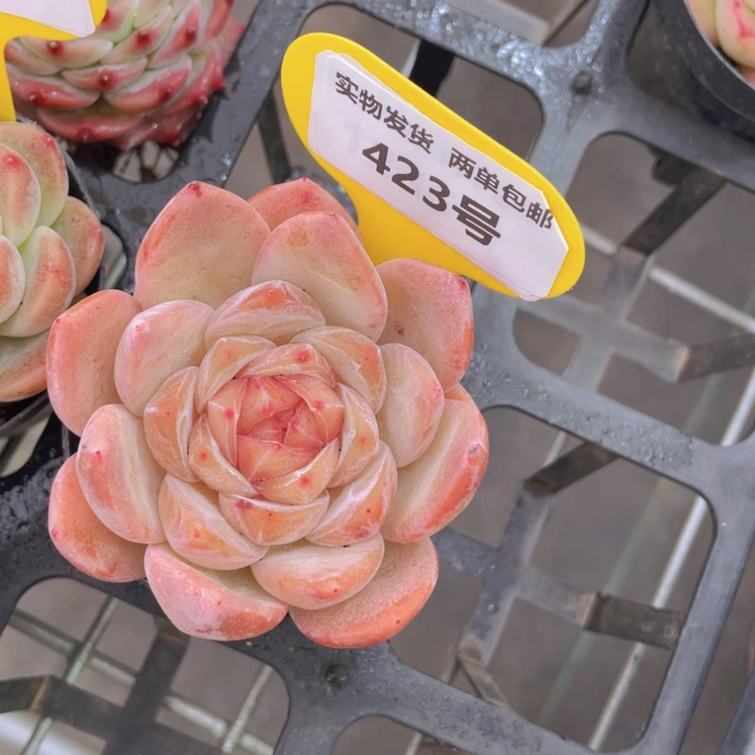 423号 糖心新品单头一个m