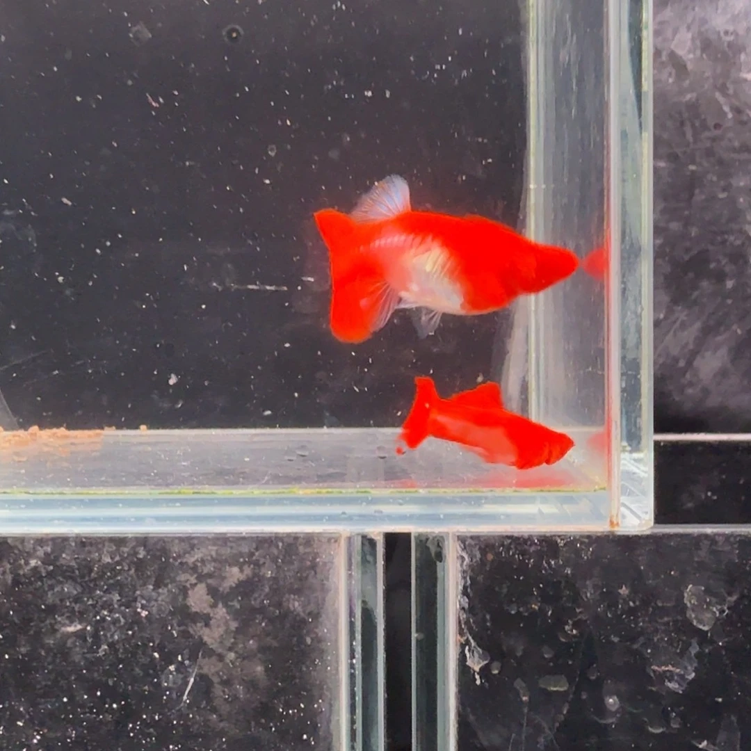 孔雀鱼鸿运当头双份水1对