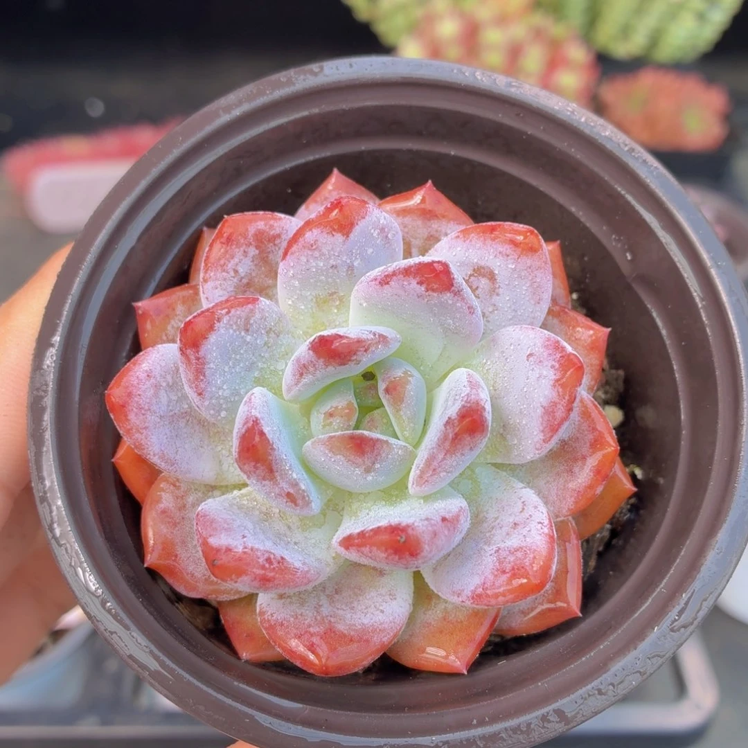 大单头橙梦露多肉9.9包邮发货