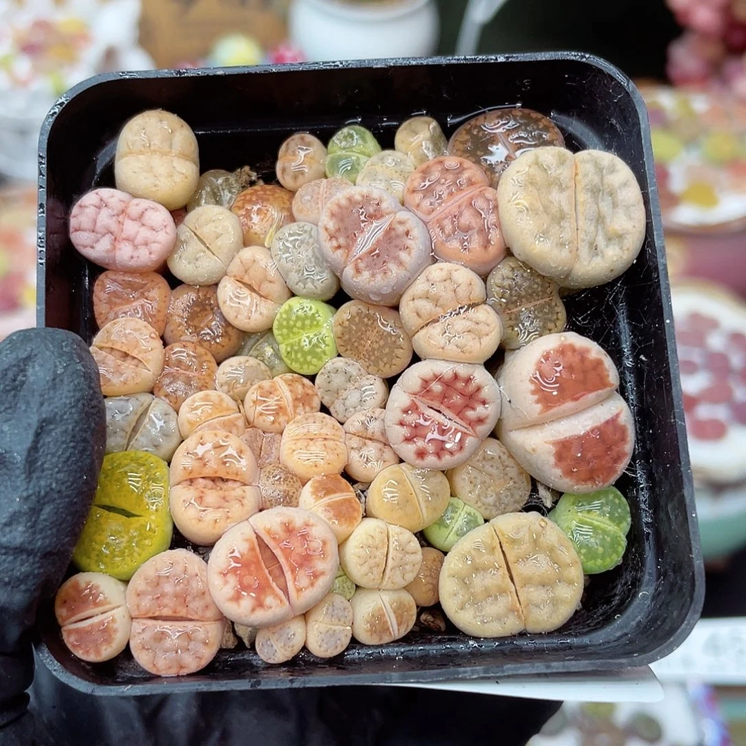 生石花满18包邮14-125