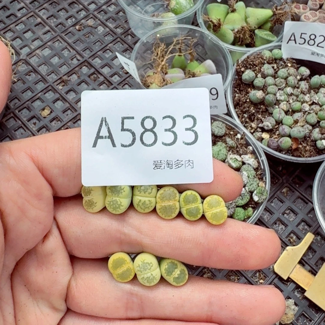 5833—生石花 生石花