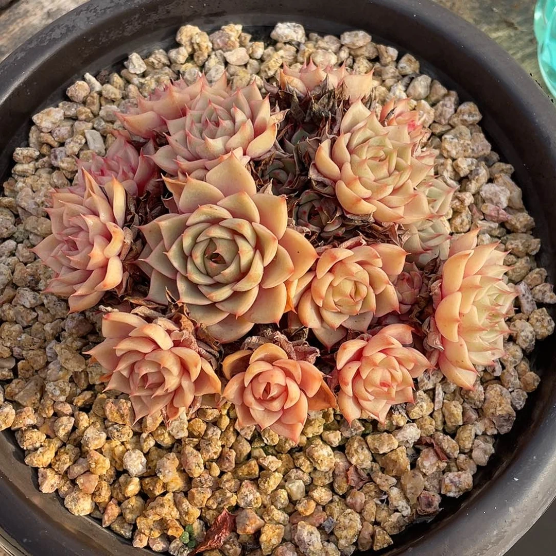 多肉植物一物一拍