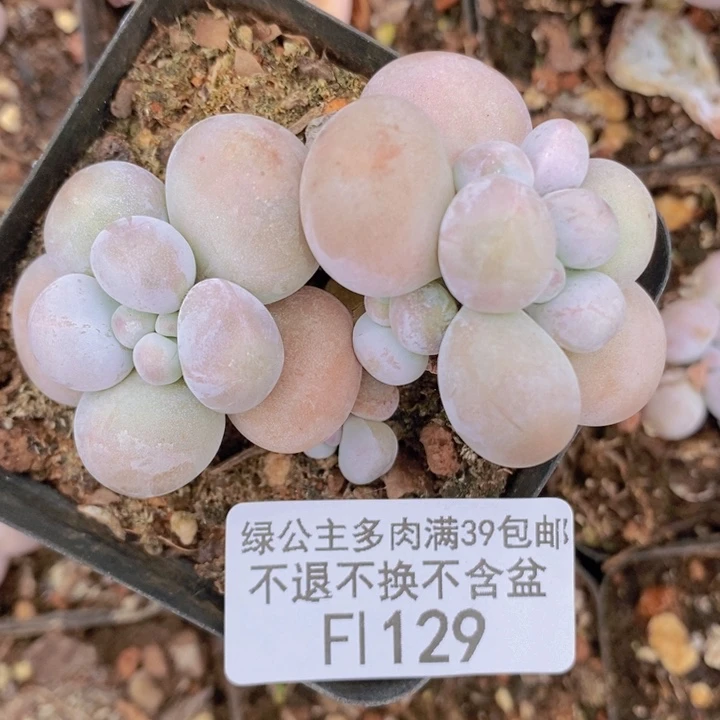 芭比奶洛6cm129多肉植物