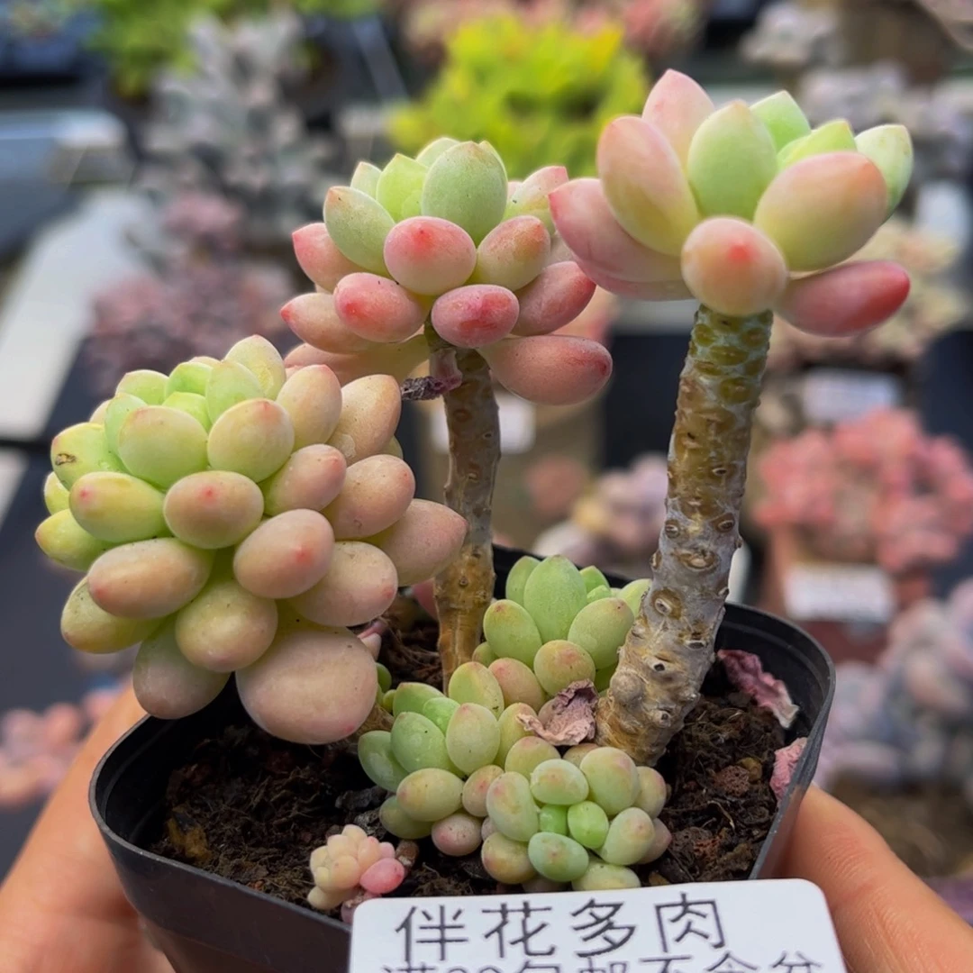 1484-鱼子酱多肉5cm