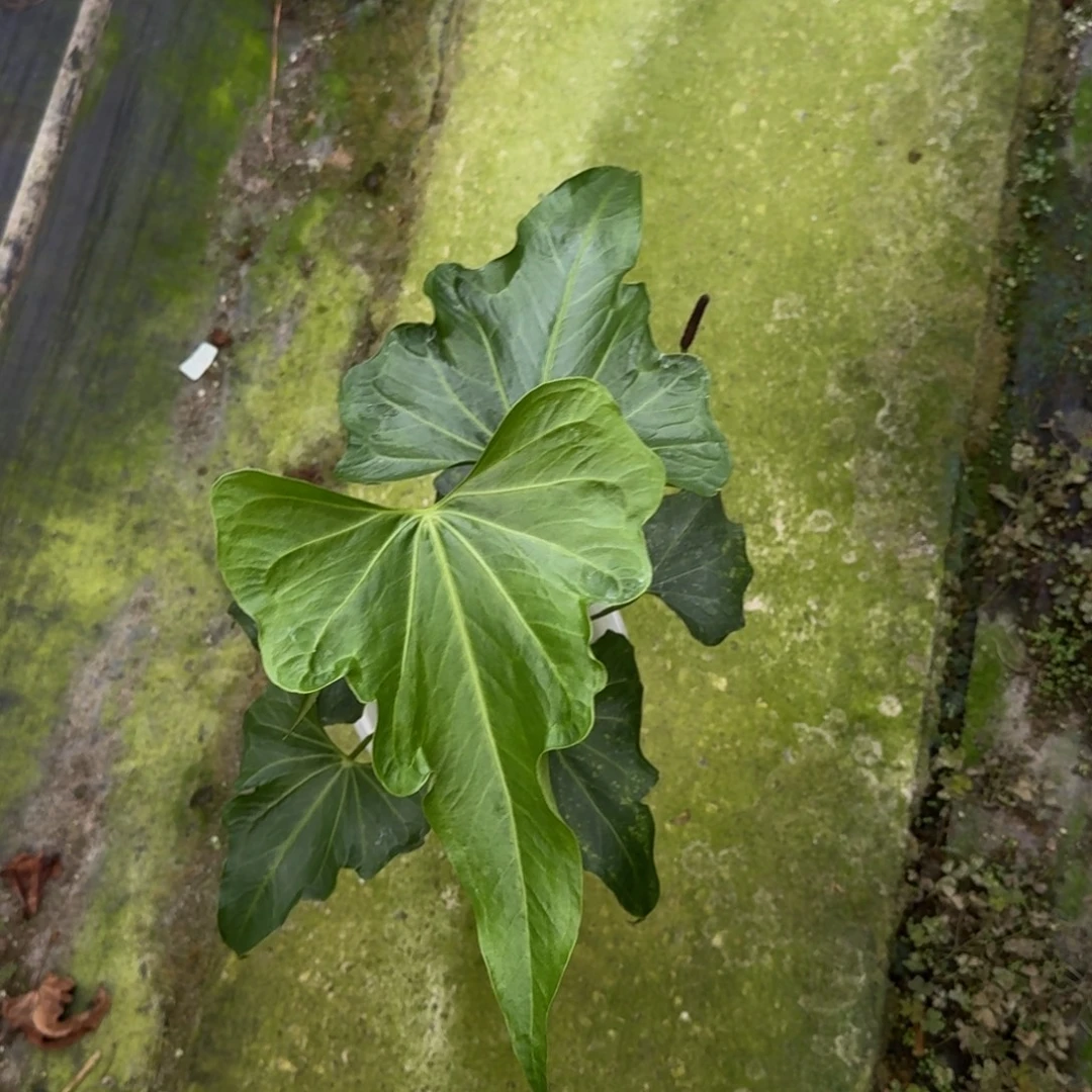 无花朵翼龙杂三角洲