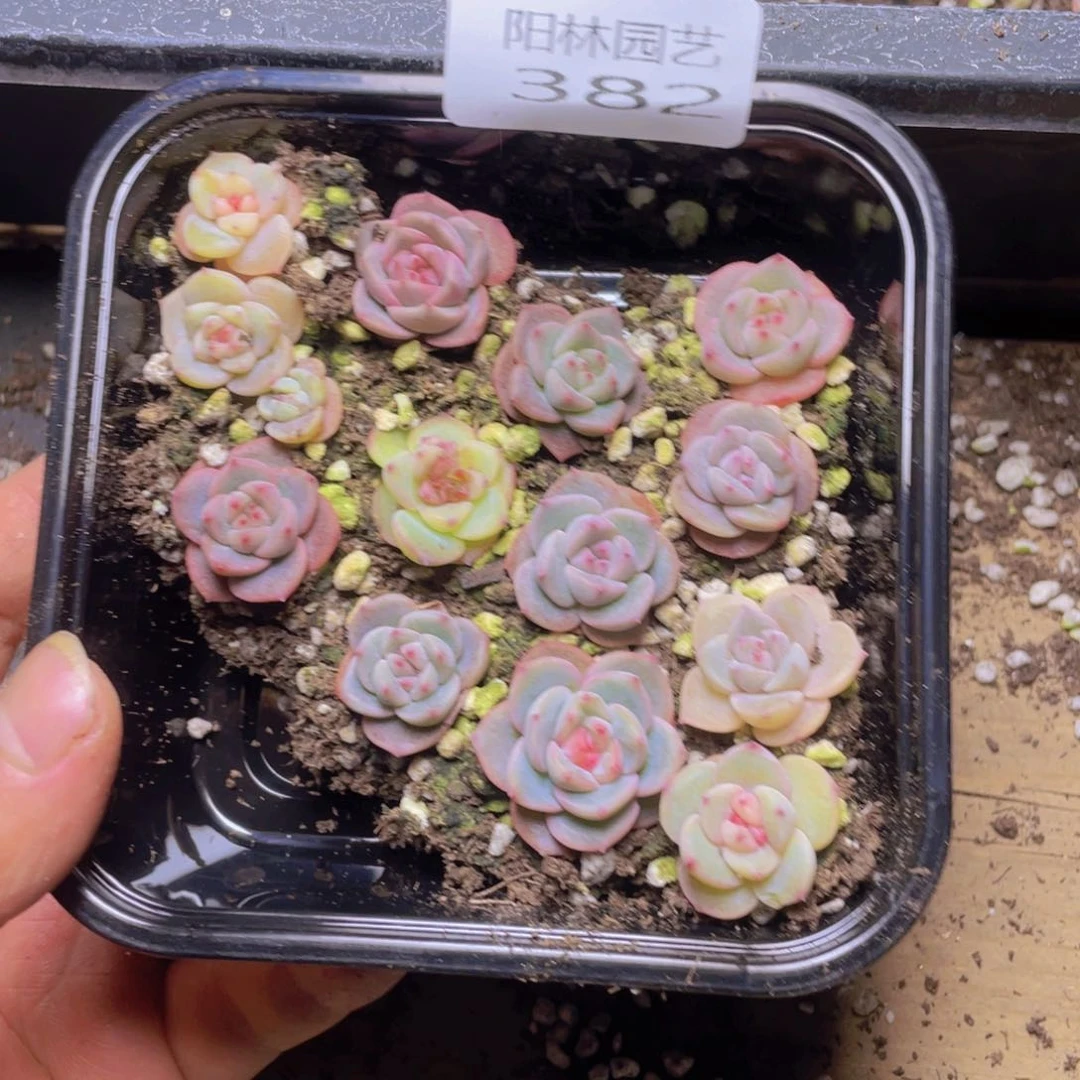 多肉植物多肉植物382