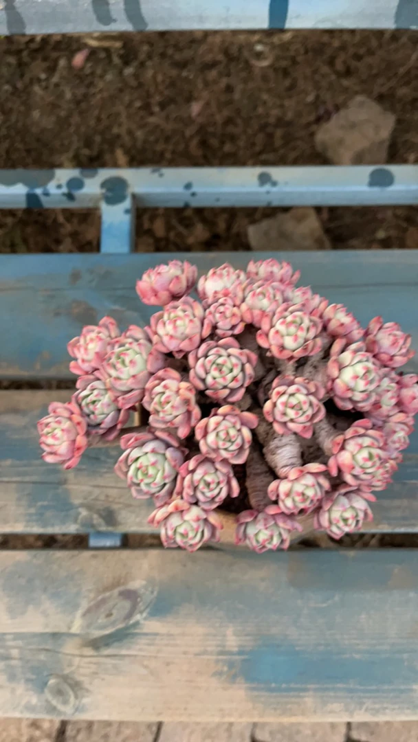 娜娜小勾精品多肉小老桩