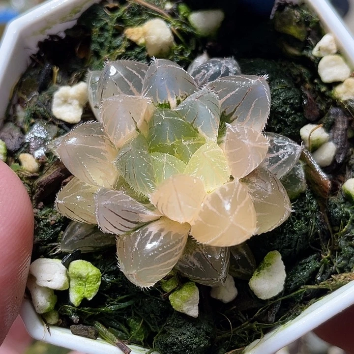 青***9542蓝镜玉露锦特选福利