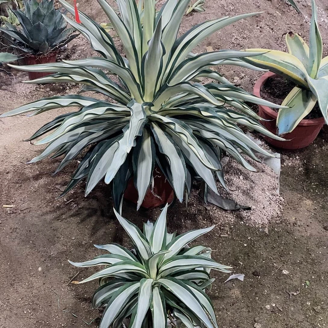 鹦鹉嘴白中斑冠幅40-45公分一颗