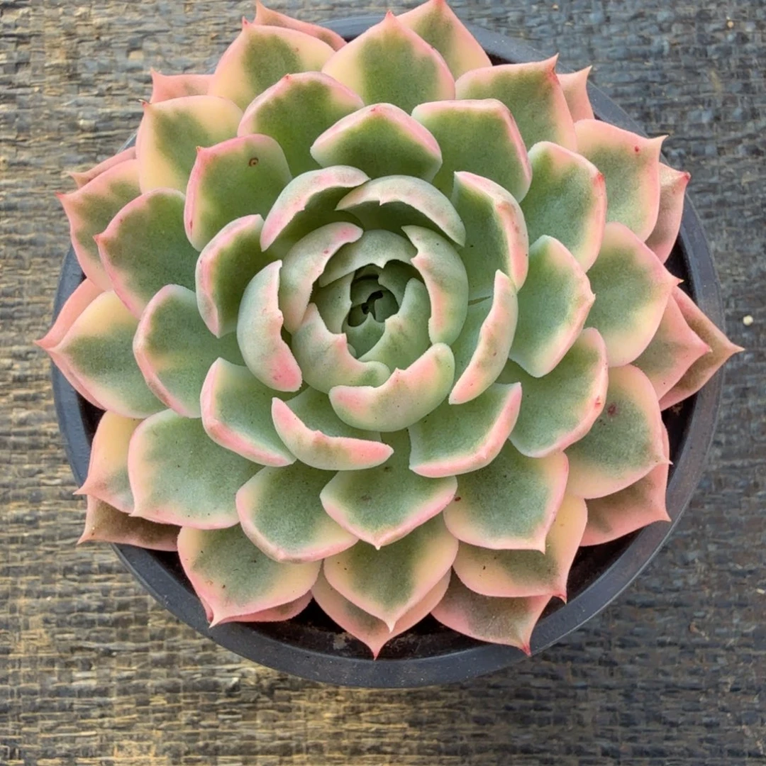沙漠玫瑰锦锦上园艺一物一拍