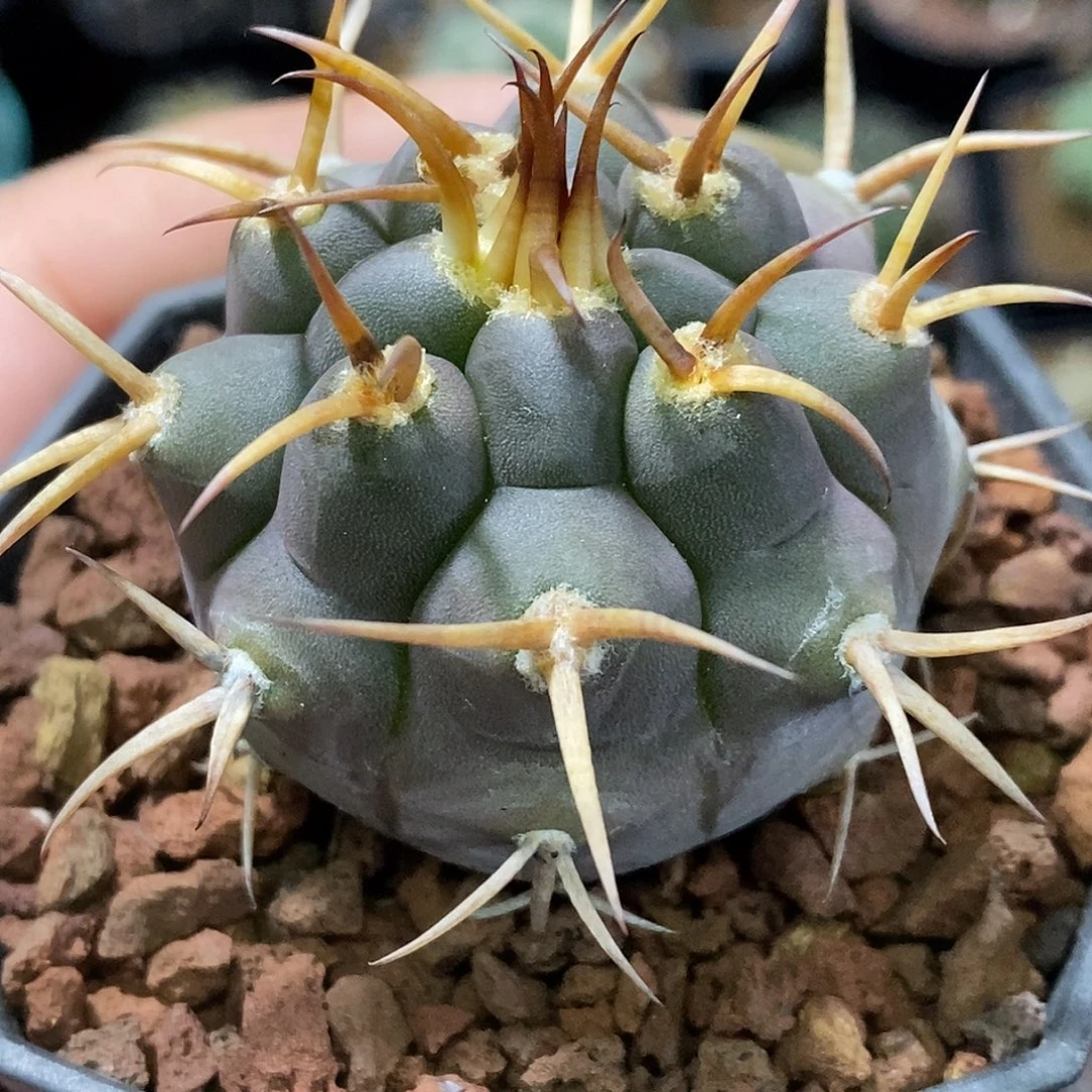 孤品实生特选株火焰粗刺守金摩天龙福利4.3cm