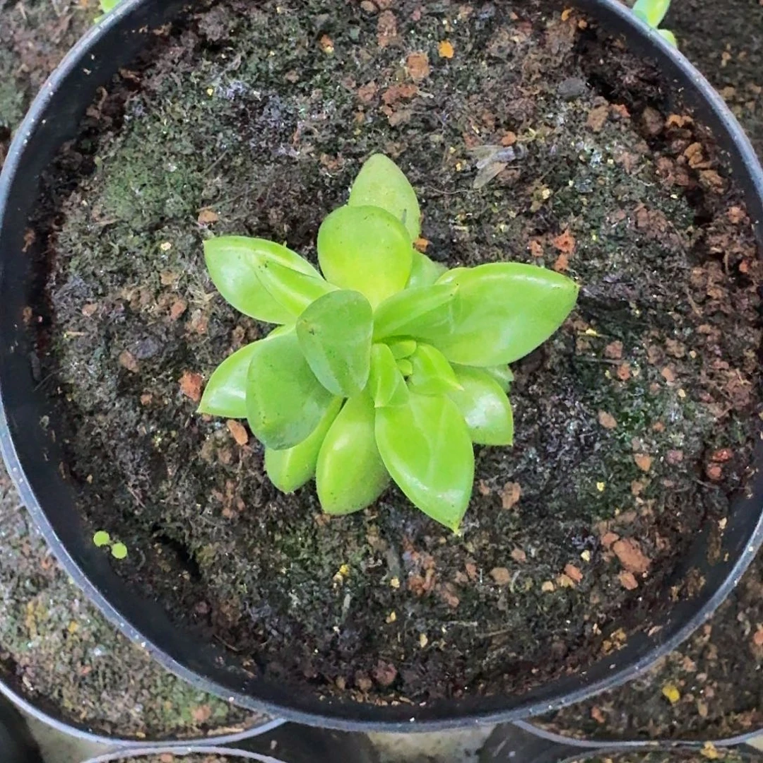 牵手 叶插  一物一拍