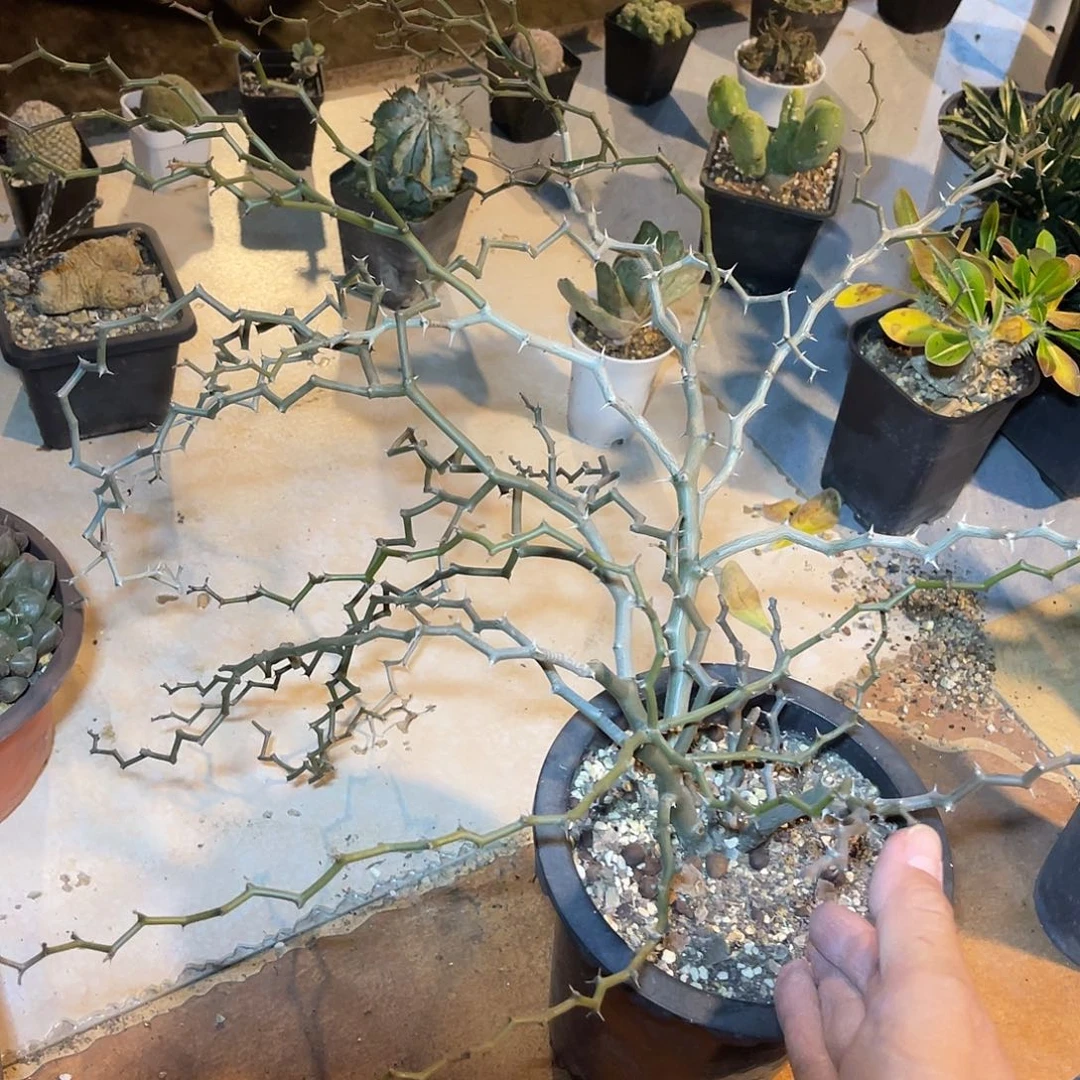 母本级弯曲龙大老桩