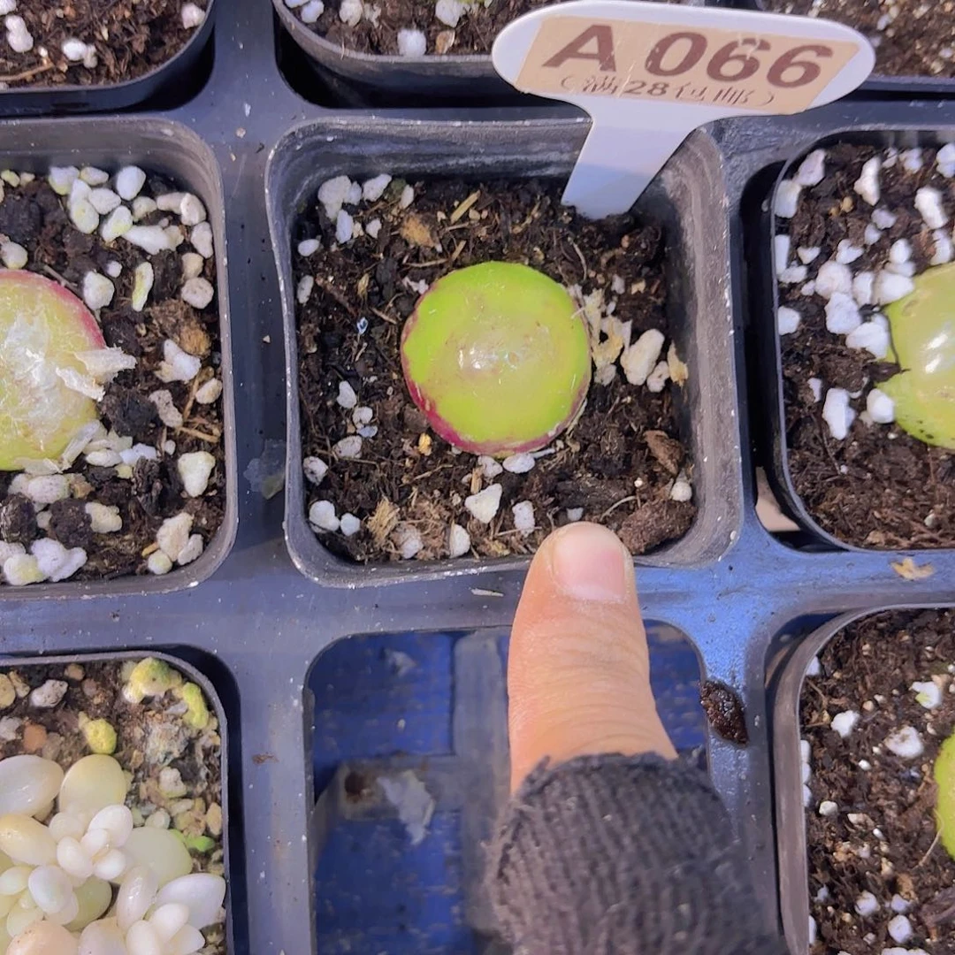 A066灯泡一物一拍