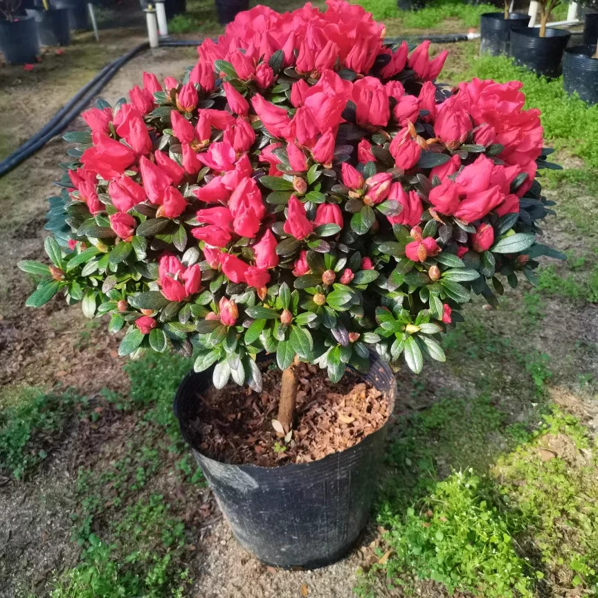【杨梅红】杜鹃花室内外庭院多季开花植物年宵花好养易活基地直发
