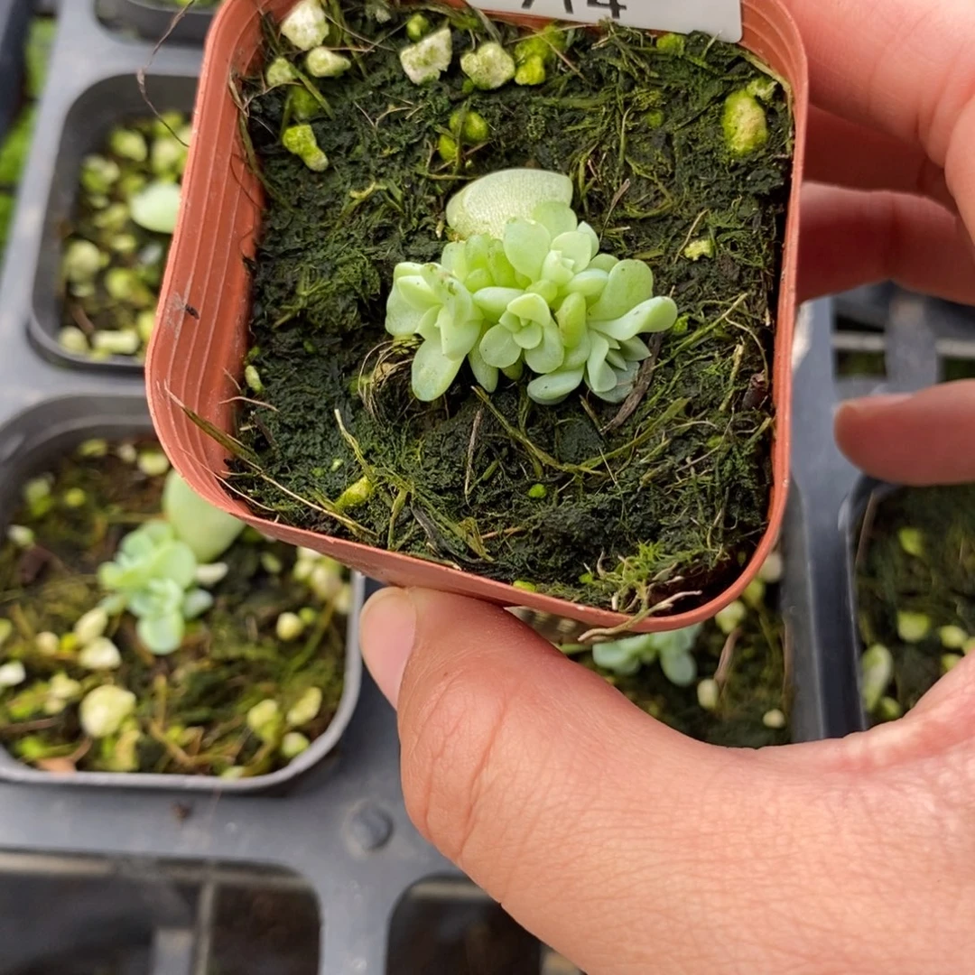 标914纸鸢七头一个