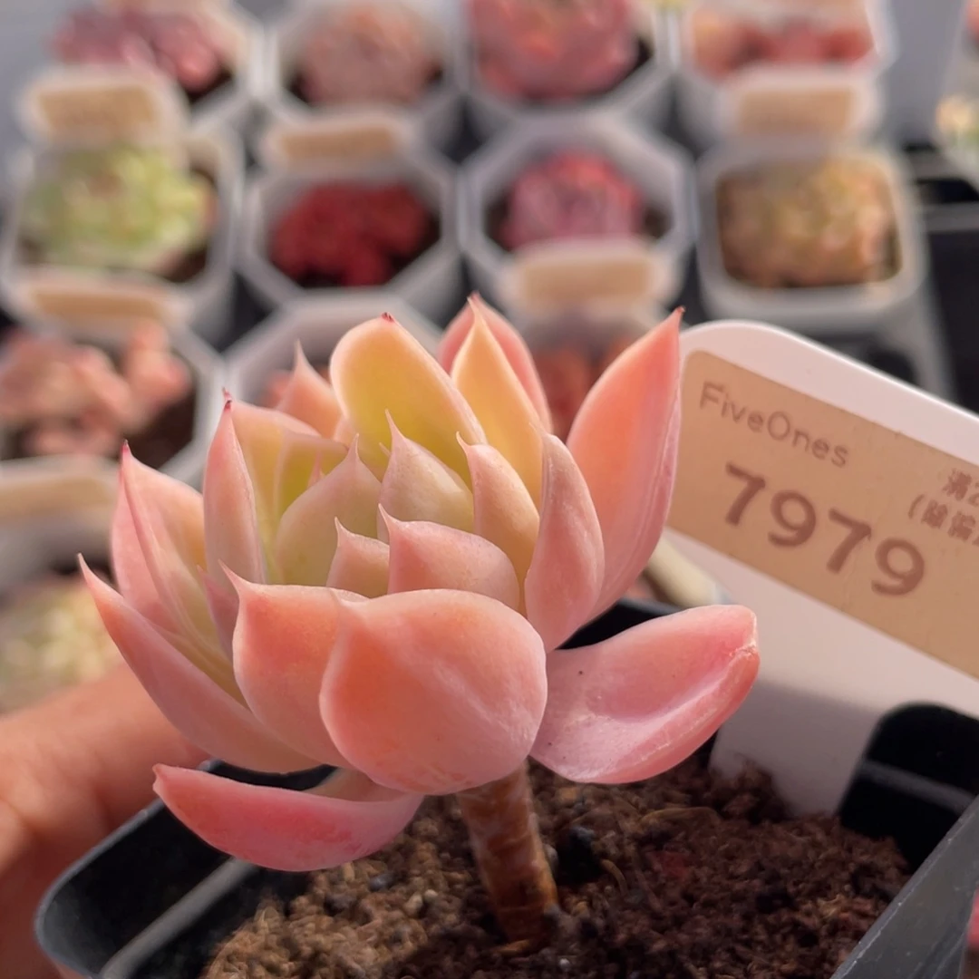 丝绸面纱7979-6.0厘米