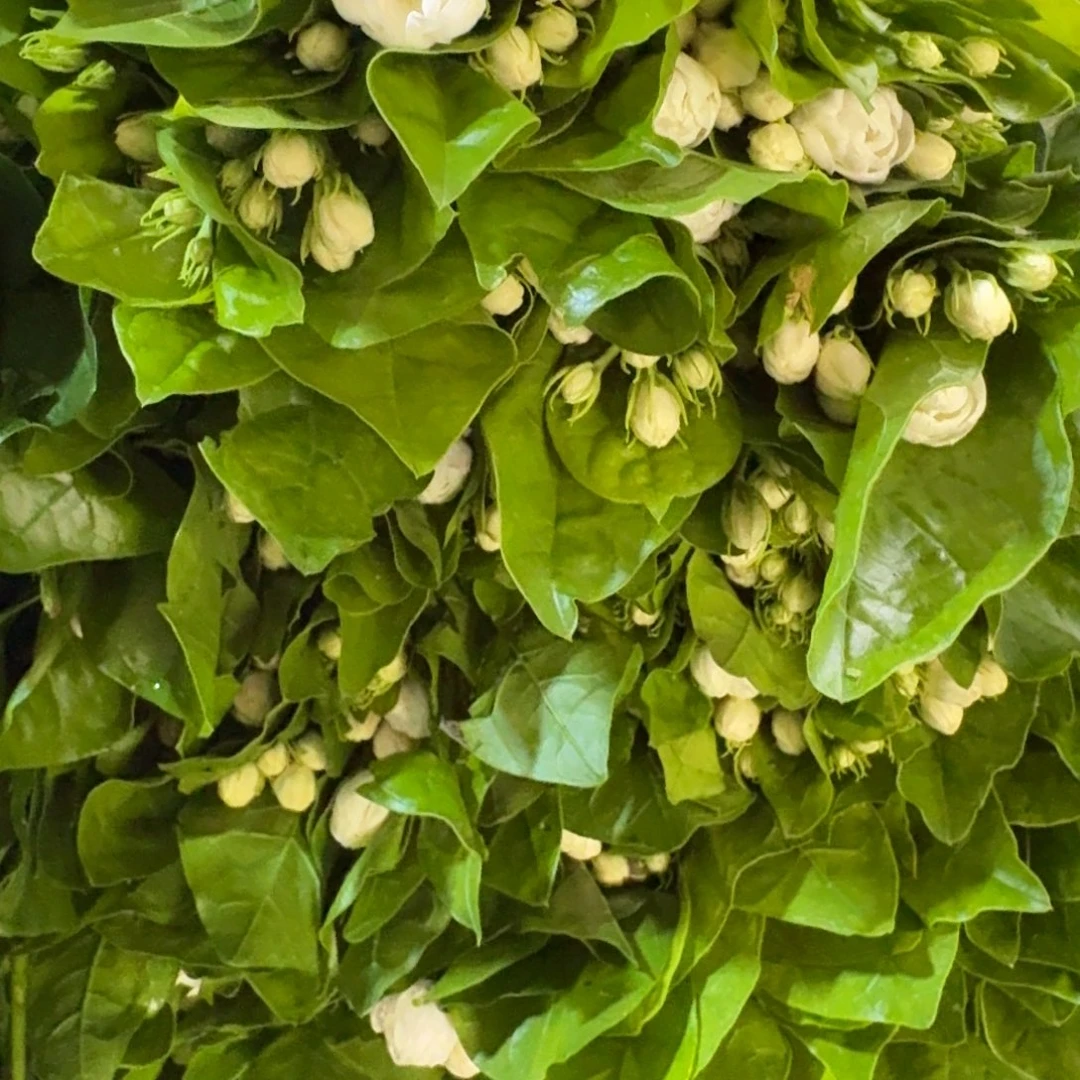 茉莉2扎包邮秒杀价