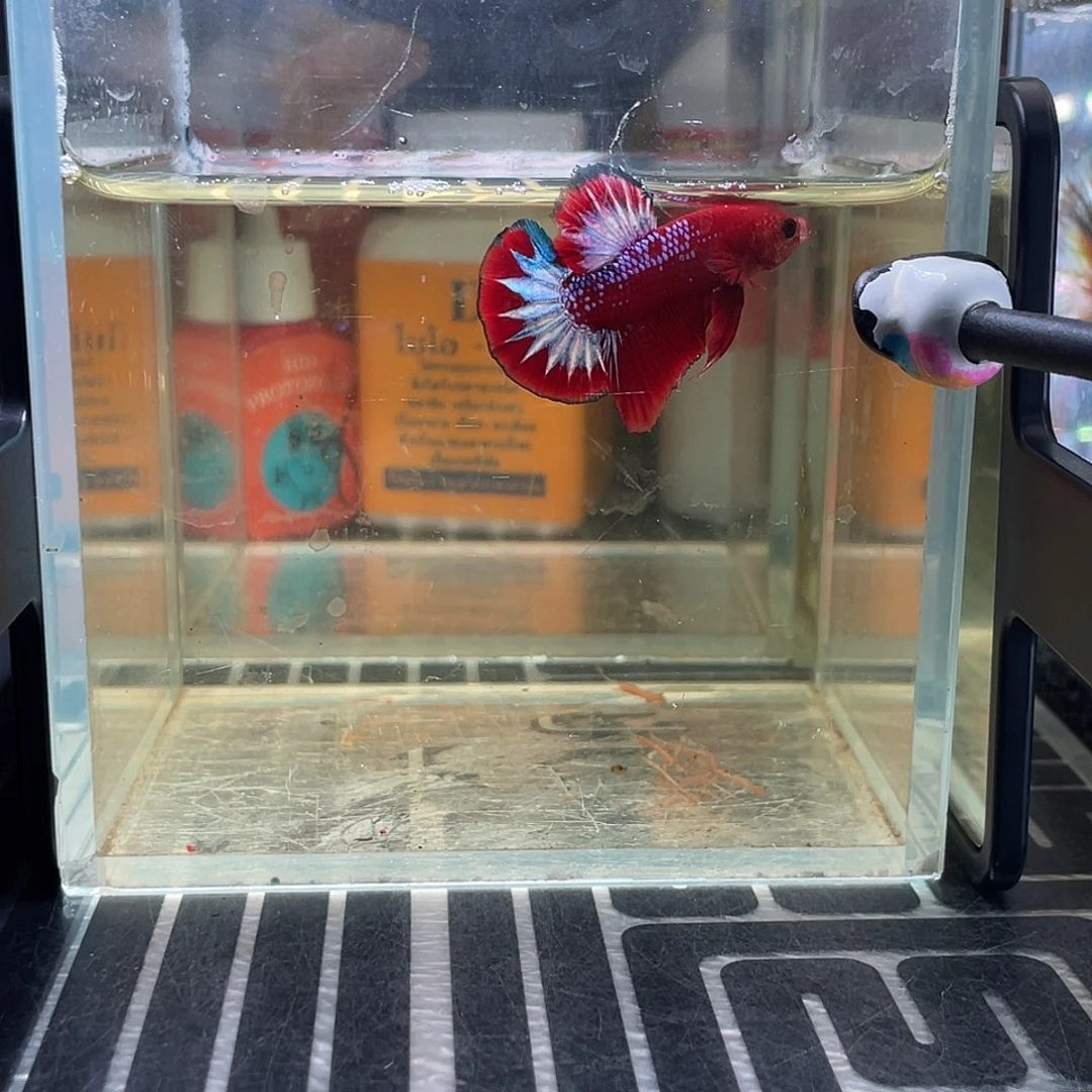 斗鱼9号127早fccp