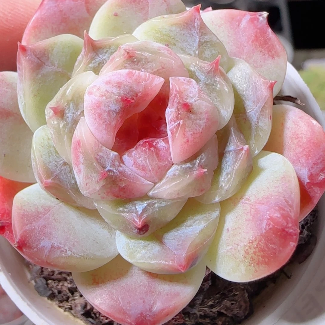 花语多肉1221-76秘境冰魄