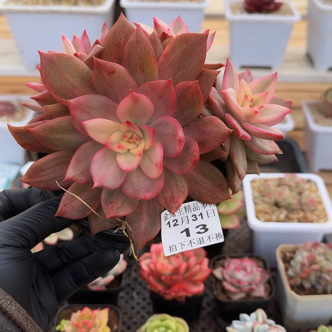 1231-13秋美拉锦大群