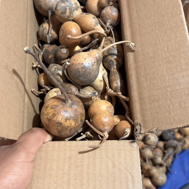 葫芦花皮葫芦处理葫芦