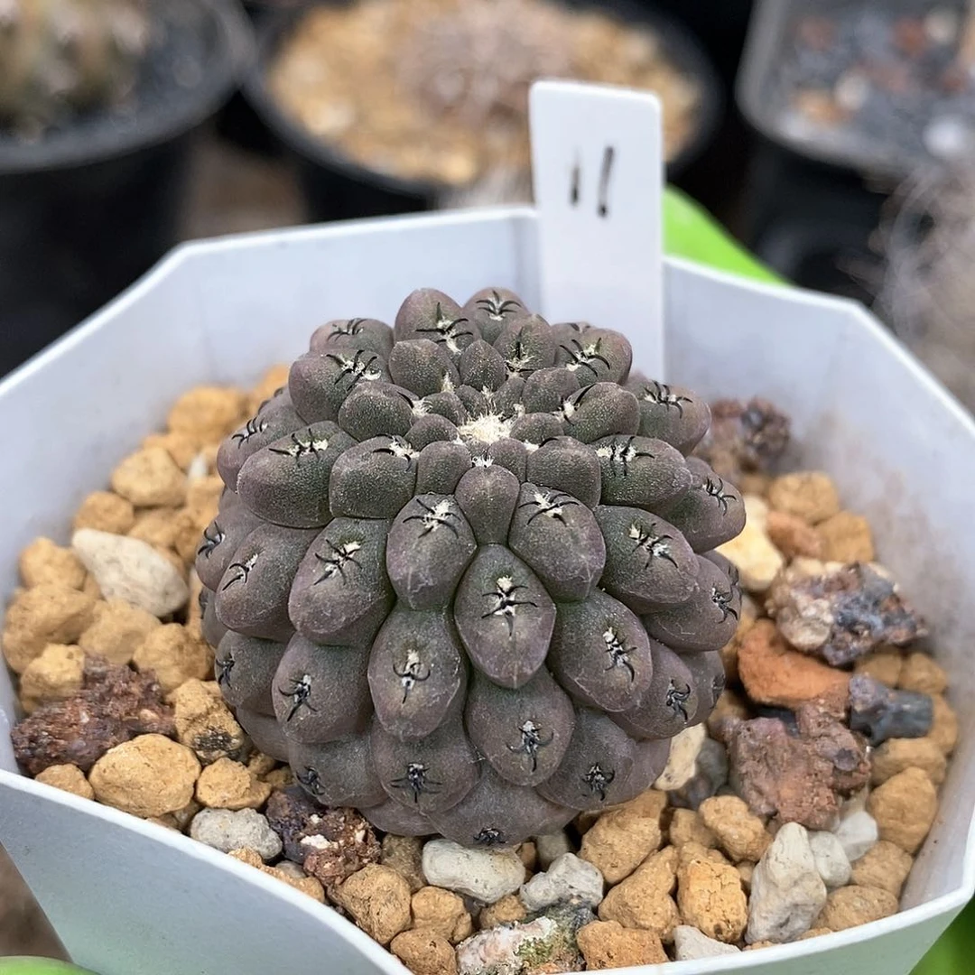 空*实生豹头仙人球