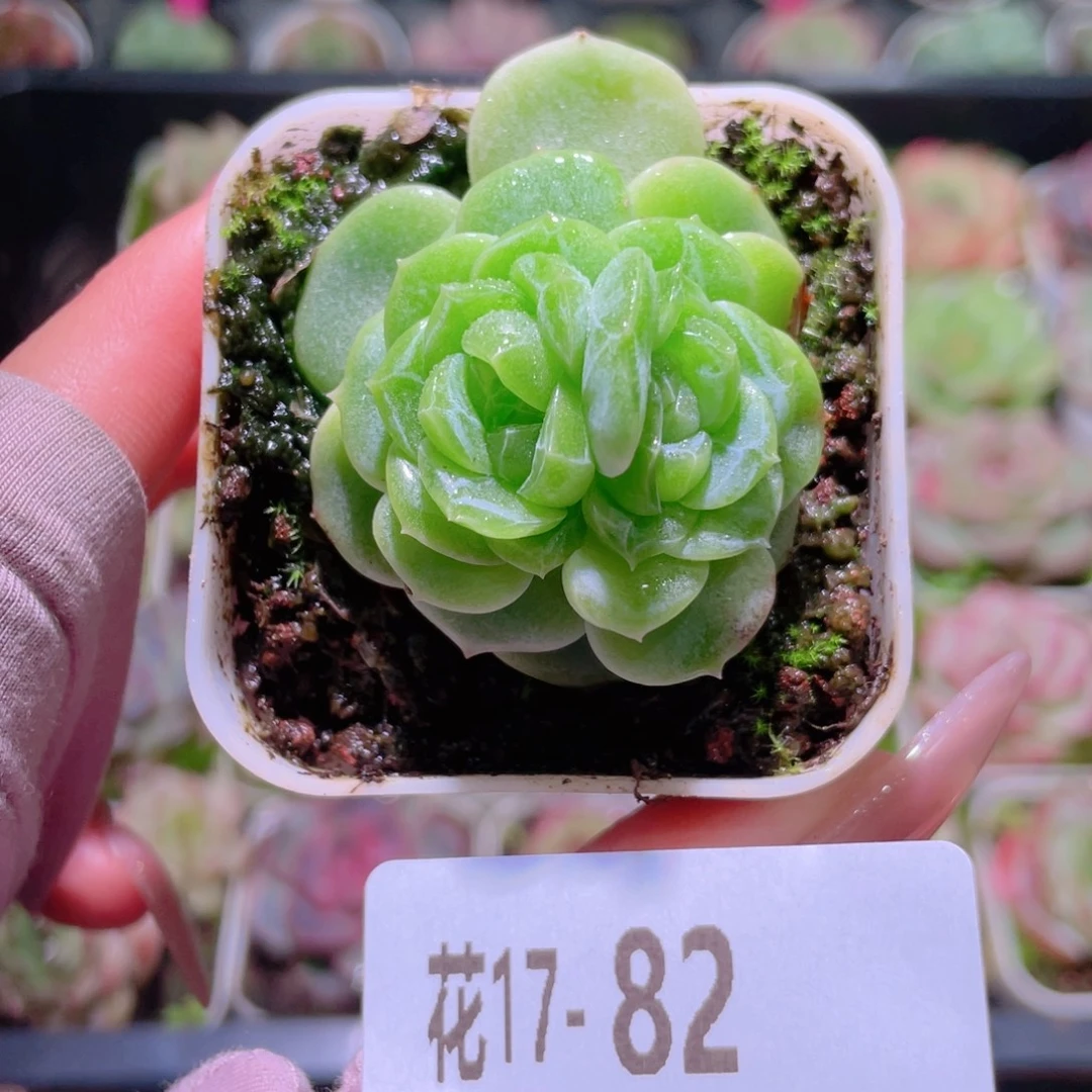 花利美17-82珍妮双心