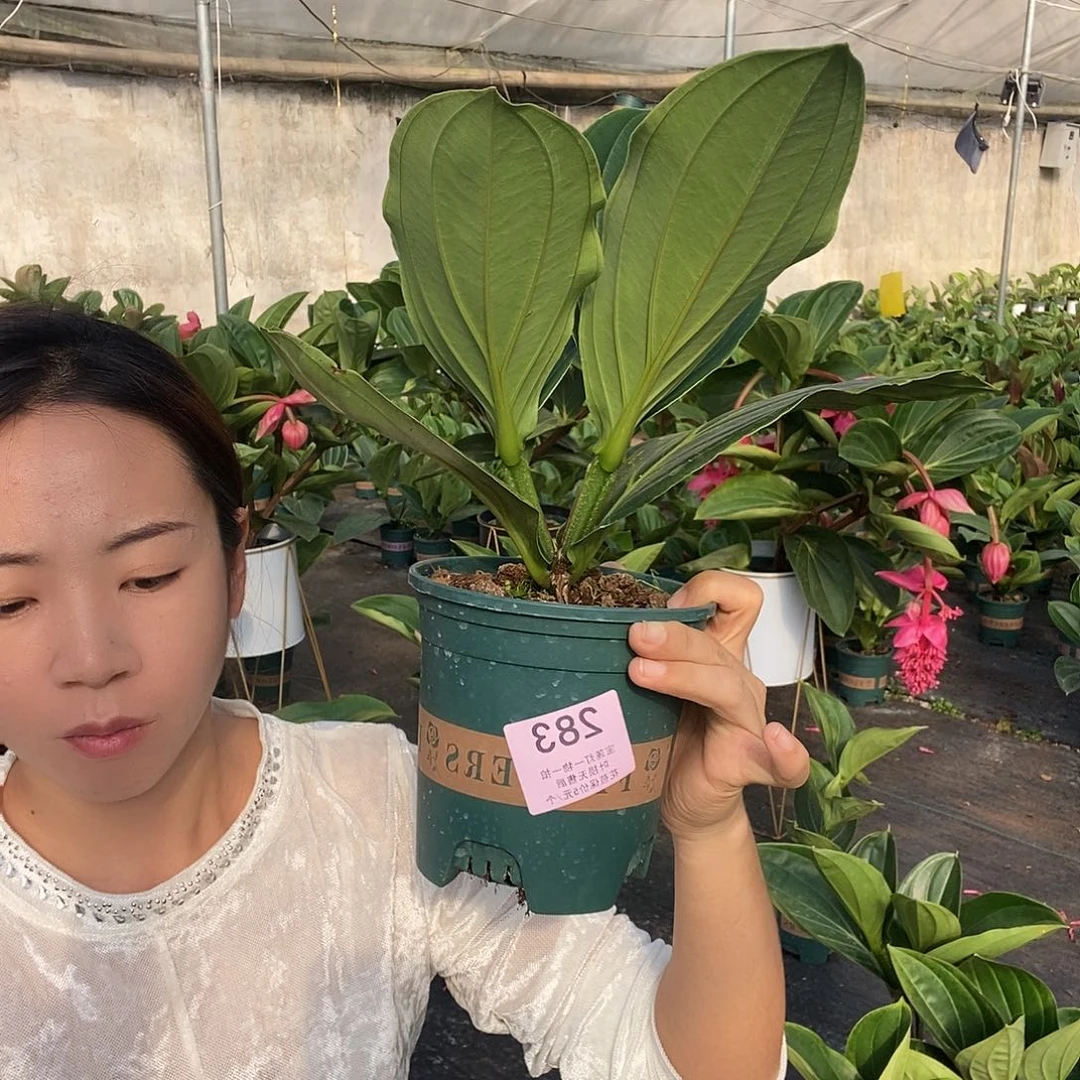 木本植物开****天木本花卉283