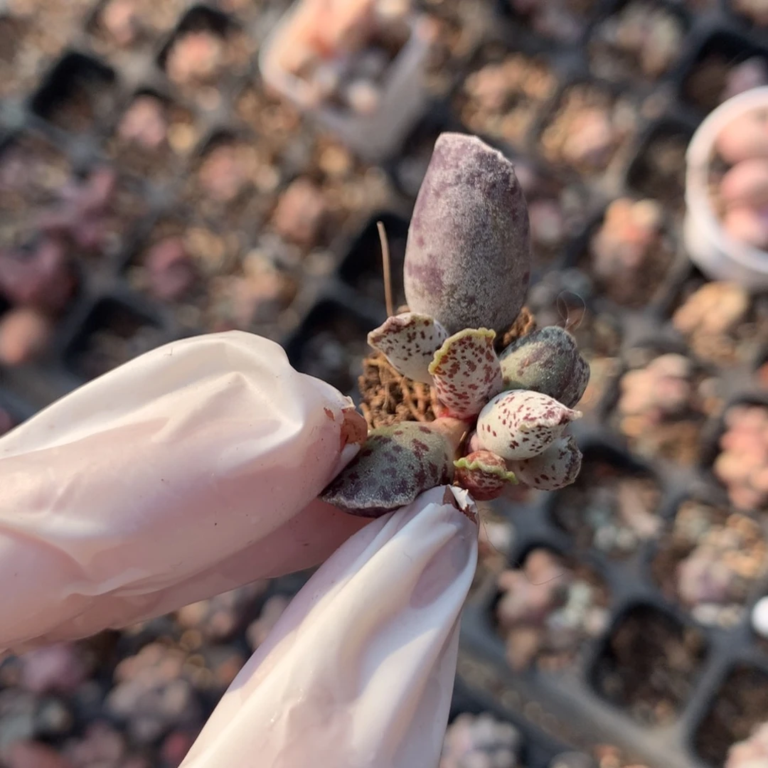 奶酪多肉。小海豹。