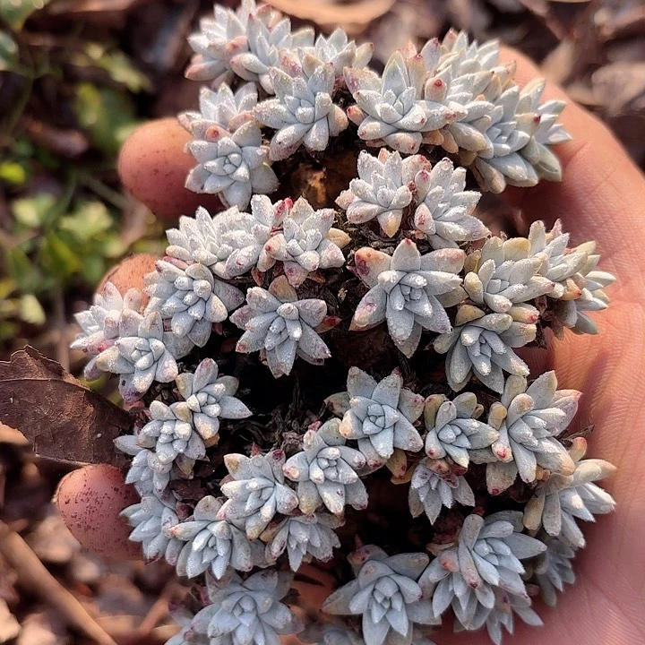 仙女杯多肉植物提取