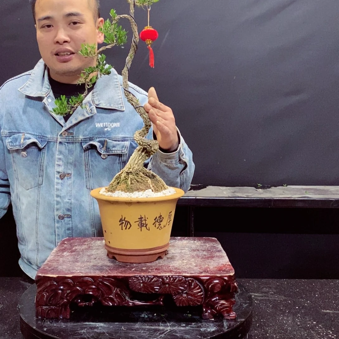 无花朵黄杨盆景雀舌软枝