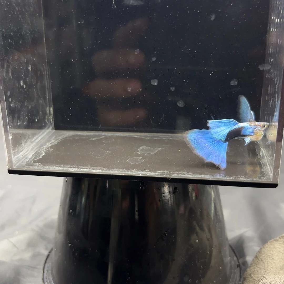 孔雀鱼银背蓝礼服一对