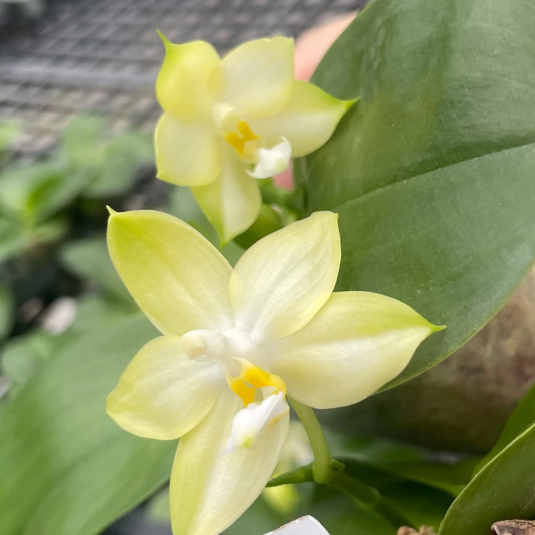 2.5寸 小清新-开花株【1.7升2.5 刚出根】 原生趣味兰 花