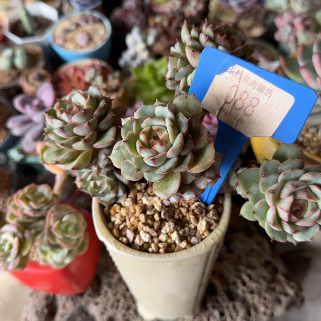 墨***玖多肉植物黄金粉巴蒂丝蒂丝