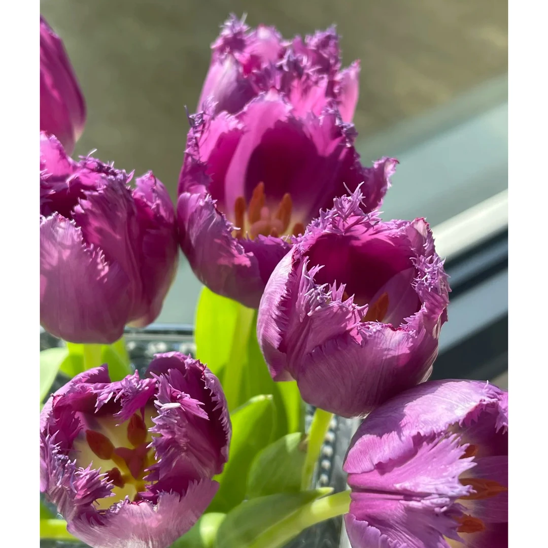 云花巷 * 【郁金香-流苏】高贵典雅花材 鲜花优选顺丰直发