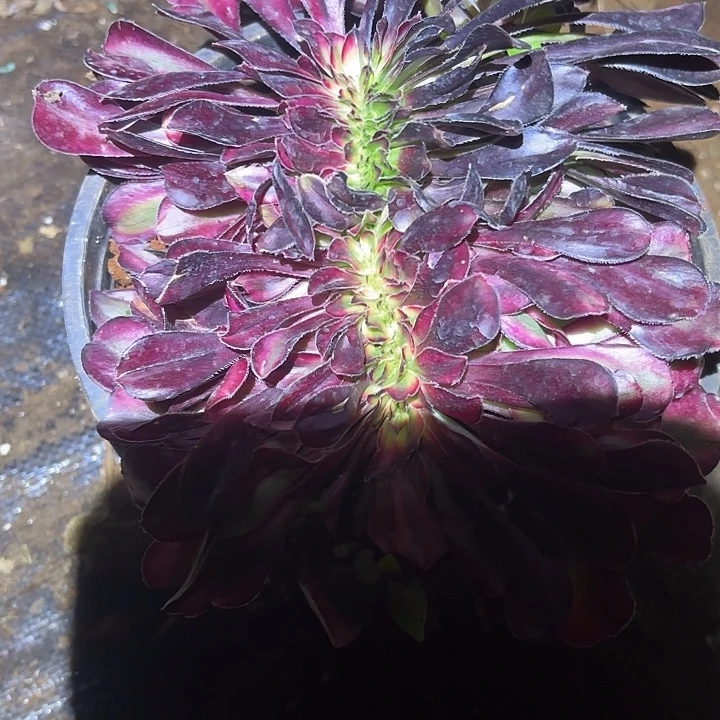 067花蝴蝶阴阳缀化掌心多肉法师锦