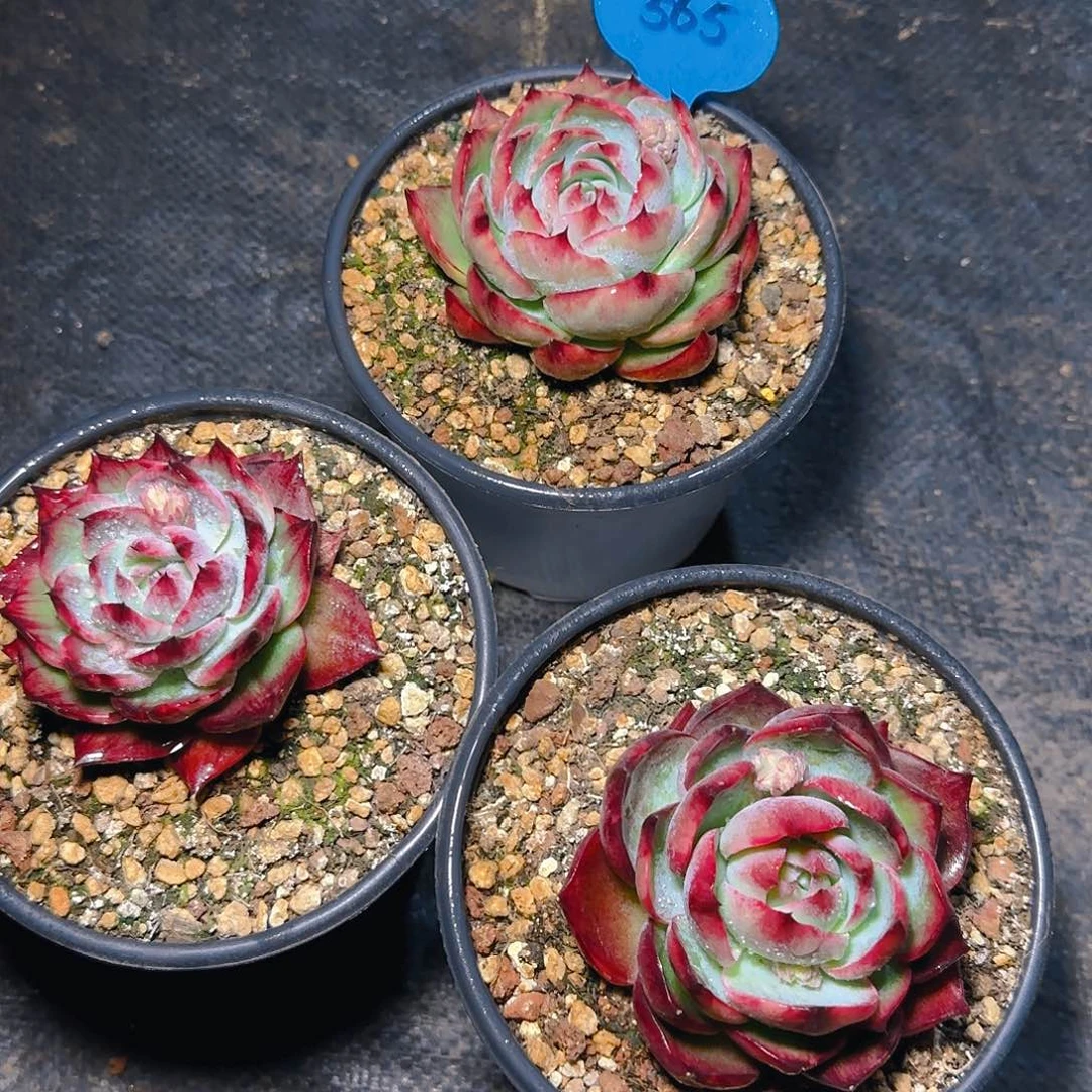 惊鸿仙子三颗565号