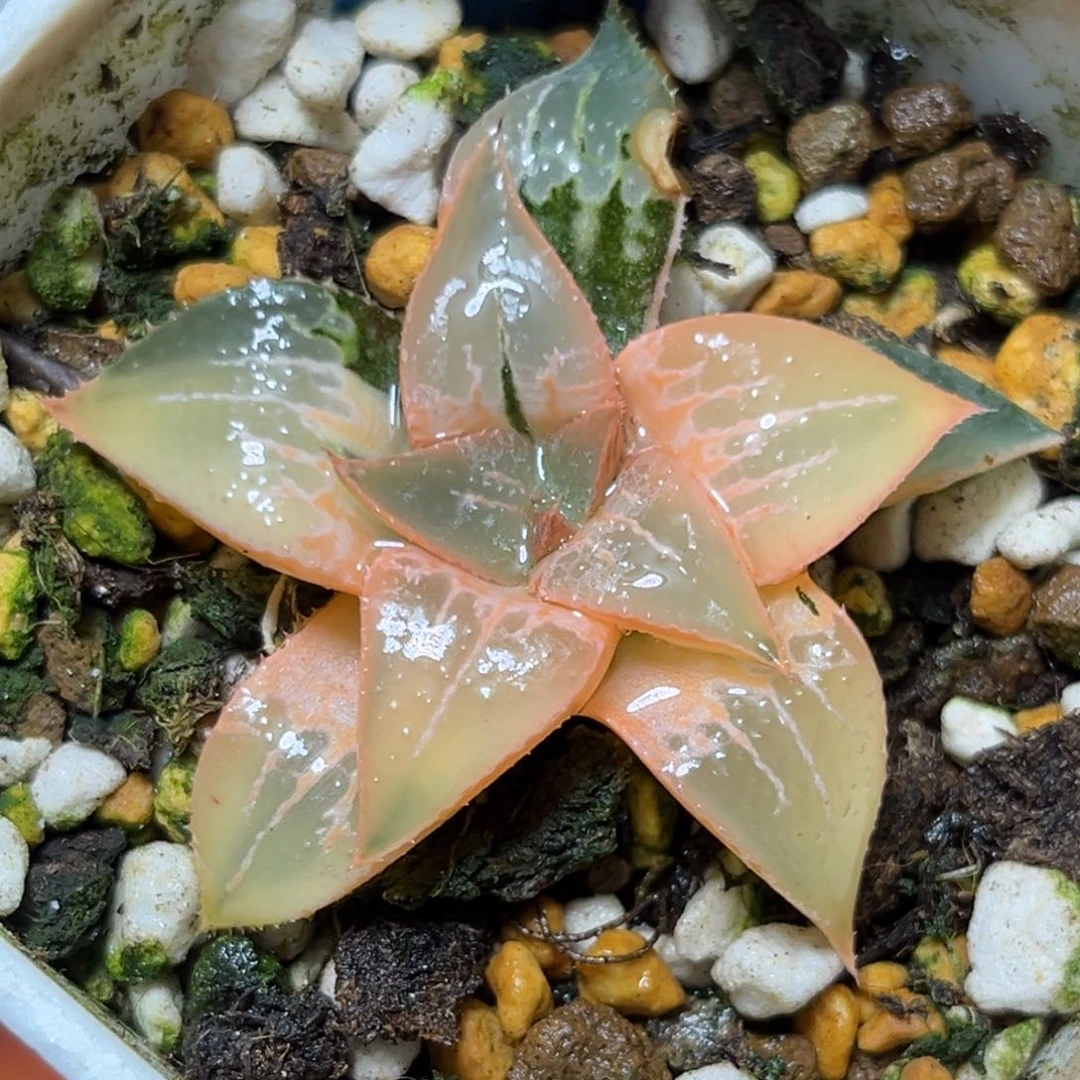 恭喜发财大吉大利503