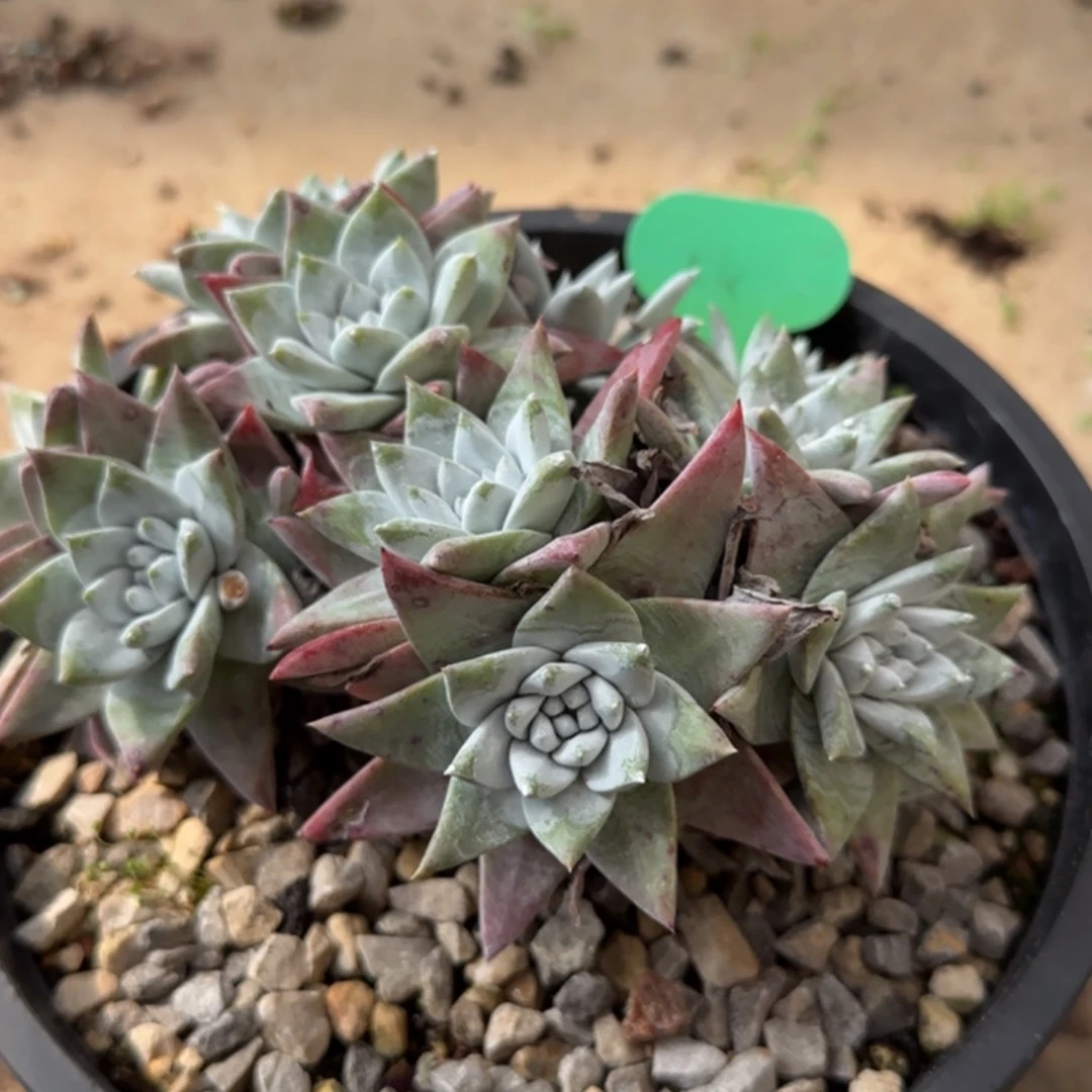 ?*20250206-005多肉植物飞哥